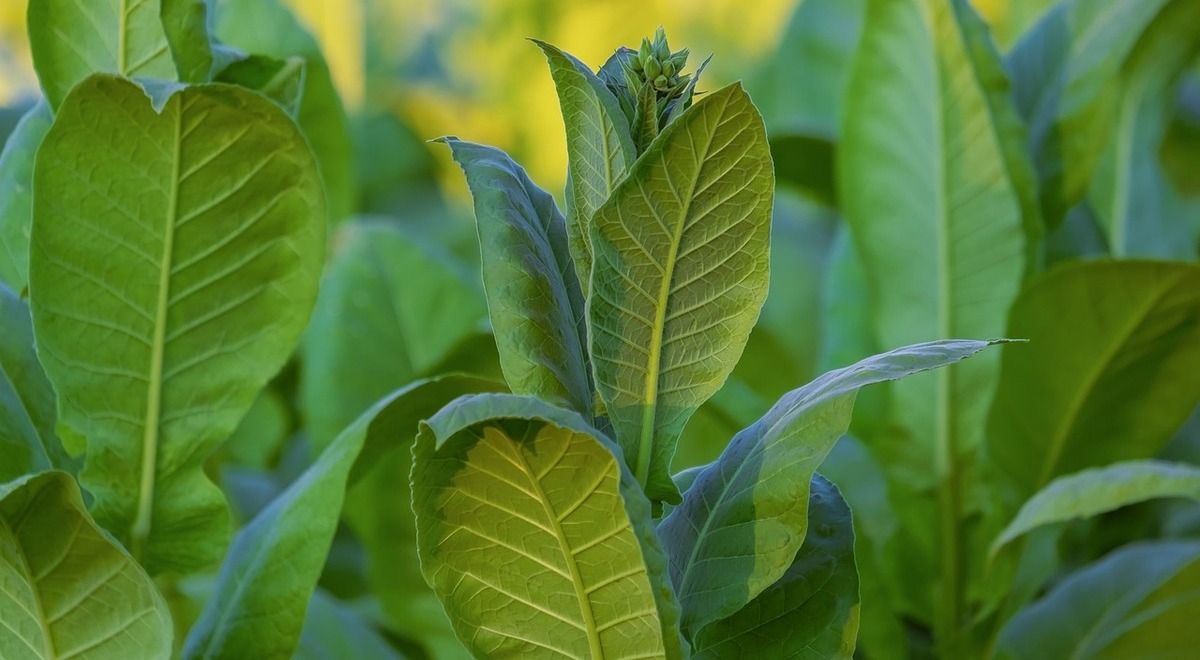 They make biodegradable plastic by inserting bacterial genes into tobacco plants