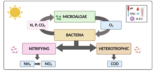 Esquema simplificado de las interacciones que se producen en los consorcios algas-bacterias utilizados para el tratamiento de aguas residuales.