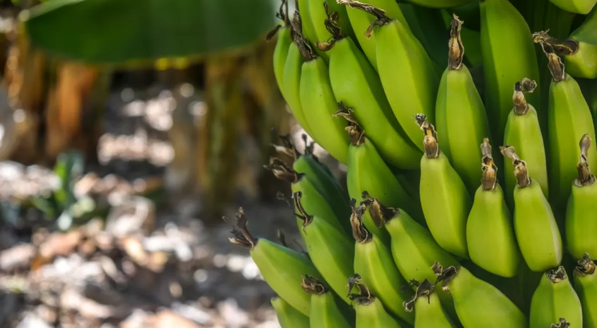 Incatema diseña un proceso para reciclaje de plásticos de la producción de banana