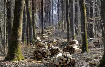 AVEBIOM aplaude el acuerdo de la Junta de Castilla y León para calentar edificios públicos con biomasa