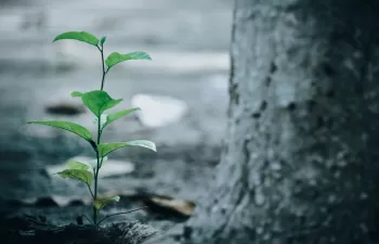 Así se repartirán los primeros Fondos de Recuperación para biodiversidad, agua y restauración ambiental