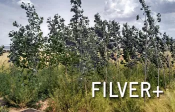 Proyecto FILVER+, nuevo concepto de filtro verde para la regeneración de aguas