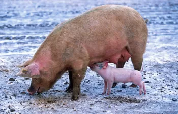 La dieta del ganado puede reducir las emisiones de gases de efecto invernadero de los purines un 65%