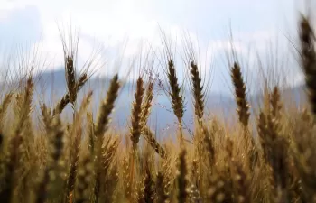 Biodiversidad y estrategias de la granja a la mesa: impulso positivo para el desarrollo del biogás