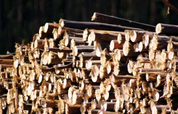 Galicia fomenta el desarrollo de la biomasa derogando el Decreto que bloqueaba plantas de más de 10 MW