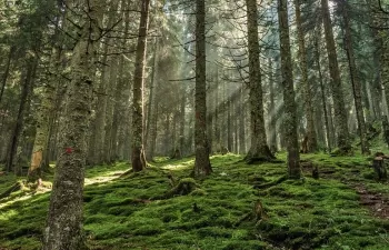 Descubren cómo identificar los suelos que pueden almacenar más carbono