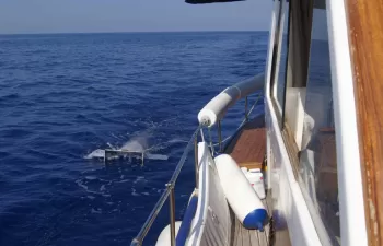 Los residuos plásticos ya son parte del ecosistema marino del Mediterráneo