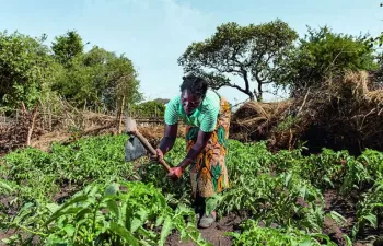 Primer gran análisis sobre emisiones de gases de efecto invernadero en sistemas agrícolas africanos