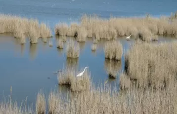 Aprendamos de los desastres ambientales del delta del Ebro y el Mar Menor