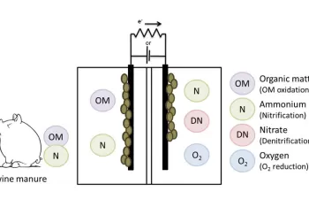 Una tesis del LEQUIA aplica con éxito los sistemas bioelectroquímicos al tratamiento de purines