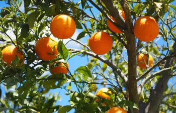 Aprovechamiento de la naranja amarga tras su recolección