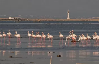 Contaminación y sequía: SEO/BirdLife alerta del mal estado de los humedales Ramsar