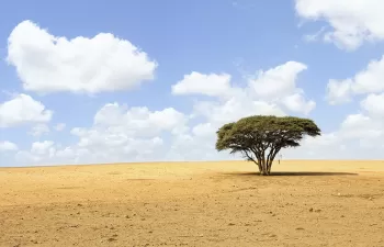 Árboles transgénicos para frenar el desierto y restaurar el planeta