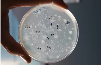 Identifican bacterias beneficiosas en el compostaje de alperujo