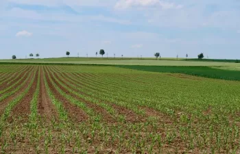 Vega Baja del Jarama, agricultura y calidad del agua