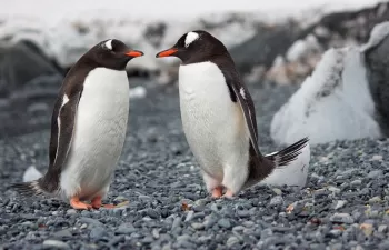 Microplásticos en pingüinos antárticos, la basura silenciosa