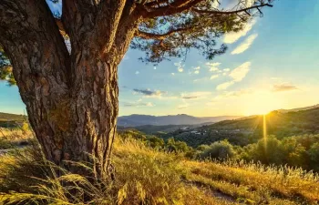 La Junta inicia la Evaluación Ambiental Estratégica del Plan Andaluz de Acción por el Clima