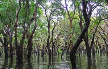 Manglares, una súper solución contra el cambio climático