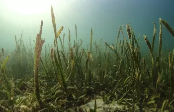 Las praderas submarinas almacenan más CO2 que los bosques: necesitamos protegerlas