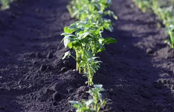 ¿Qué comida es más respetuosa con el medio ambiente?