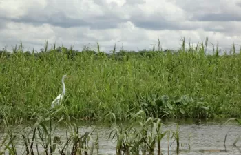 El ICM-CSIC participa en el desarrollo del catálogo de genes microbianos más completo del río Amazonas