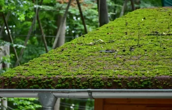 Imitar a la naturaleza para evitar inundaciones en las ciudades