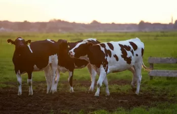 Las emisiones de metano están acelerando el cambio climático. ¿Cómo podemos reducirlas?