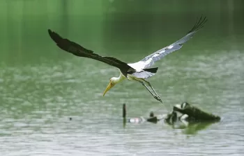 El Día Mundial de los Humedales 2020 pone el foco en la pérdida de biodiversidad