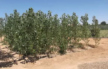 IMDEA Agua contribuye a la promoción de los filtros verdes para pequeños municipios