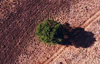 Los cinco motivos que están causando la desaparición de una de cada cuatro especies del planeta