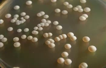 La levadura ‘Saccharomyces cerevisiae’ puede utilizar diferentes fuentes de carbono para producir bioetanol